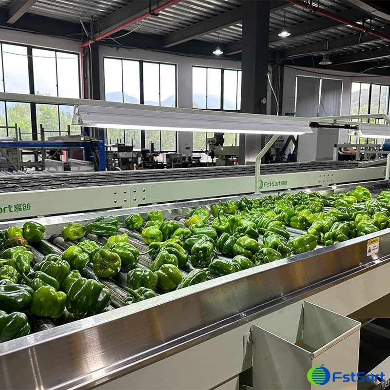 Línea de procesamiento de pimiento.jpg Línea de procesamiento de pimiento.jpg